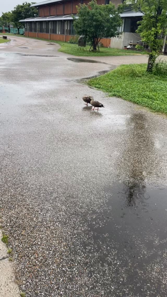 The rain is so heavy that ducks are walking in the park!