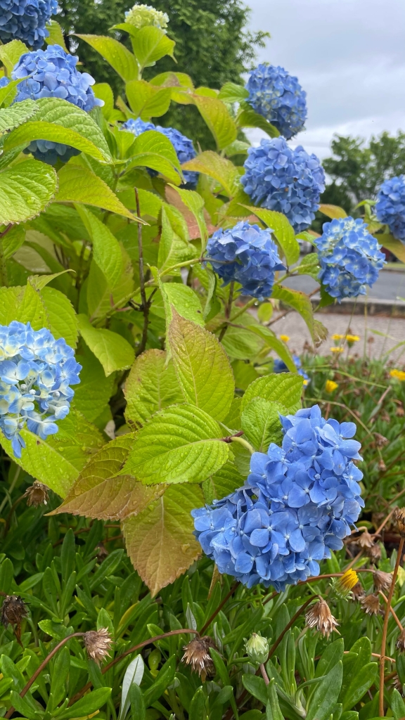 6月の萩中央公園